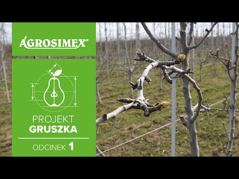 Projekt Gruszka odc. 1 - Sposób na sukces w uprawie grusz | Agrosimex