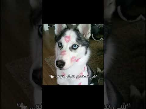 اقصد انتو..💋!#ترند #اكسبلور #اكستيز #دعم #اشترك #blackpink ##shorts #ahhhhhhh