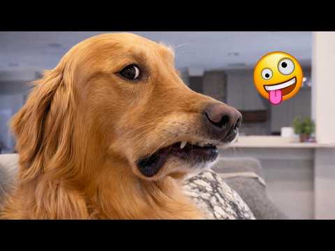 When God Sends You Funny Dogs 🐶🤣 | FUNNIEST DOGS Videos 2026