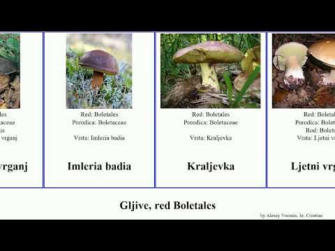 Gljive, red Boletales vrganj fungus badia djed Brezov Grabov Seasons Hajdinski Turčin Kraljevka