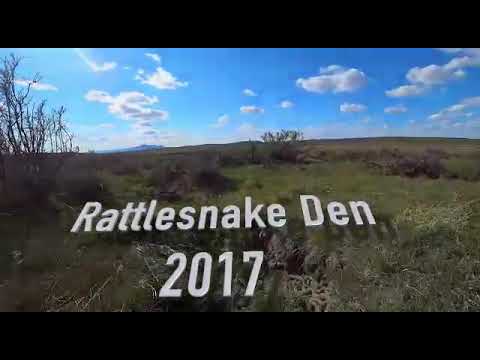 سانپوں کی دنیا