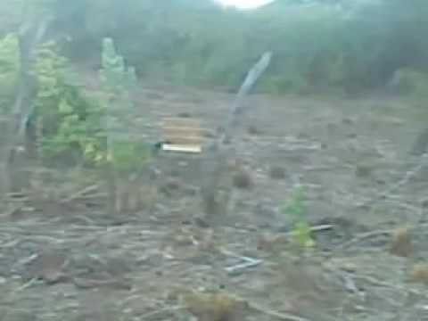 azulao gladiador pega no pe e segura