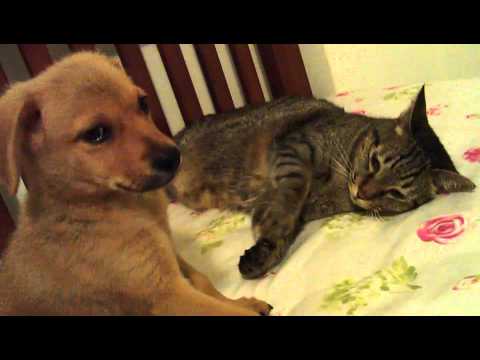 Raina gets along well with the cats.