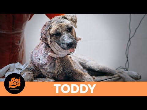 Download Soi Dog Foundation 3gp Mp4 Codedwap Slipknot — solway firth 05:55. codedwap