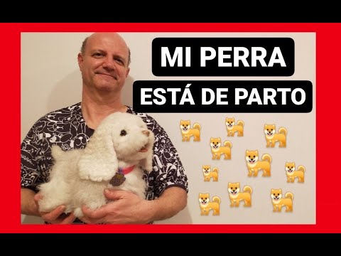 Mi perra está de parto.