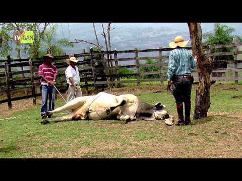 , title : 'Técnicas de Derribamiento de Animales Parte 2 - TvAgro por Juan Gonzalo Angel'