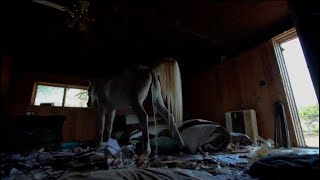 Ghost Adventures Horse Piss