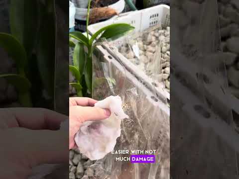 Plantas vivas de orquídeas para exportação da Tailândia pela Blue Orchid