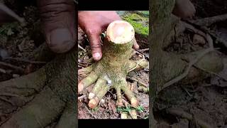 Download lagu #ficusrumphii #peepal #ficus #banyan #bonsaitree #bonsai #bonsaiplant #janabonsai #shorts mp3