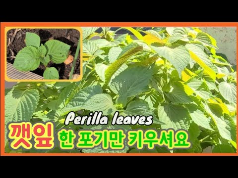 , title : '깻잎 모종 한번 심어 평생 먹을 수 있는 법 / Growing perilla leaves'