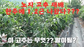 노지고추 재배의 결과 고추 한주에 1.2근을 수확했다고??? 유튜브설정각인가??? 그게 말이됨???