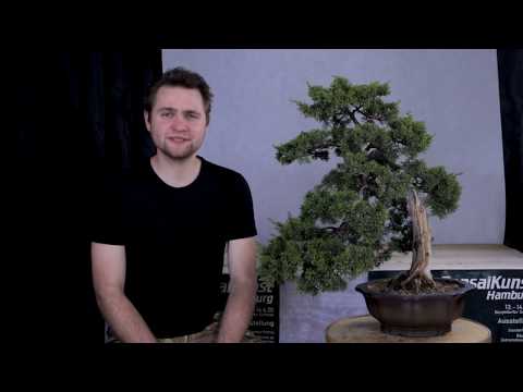 Trailer: Bartosz Warwas styling a Chinese Juniper at BonsaiKunst Hamburg 2020