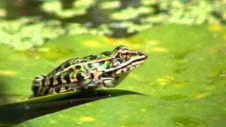 Grenouille léopard