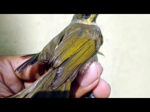 Jantan Novyj Trend Smotret Onlajn Na Sajte Trendovi Ru