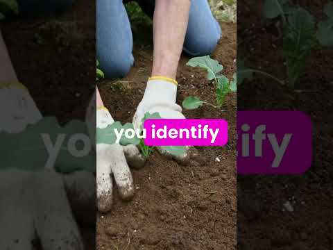 Unlocking Soil Secrets: The Ultimate Guide to Conducting a Soil Test! 🌱🔍 #plants #plantcare #viral