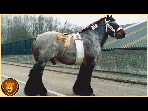 , title : 'Die 10 stärksten Pferde, die nur einmal in tausend Jahren geboren werden'