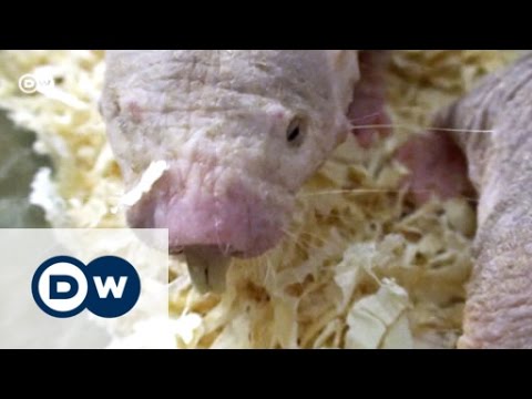 Wundertier Nacktmull | Projekt Zukunft