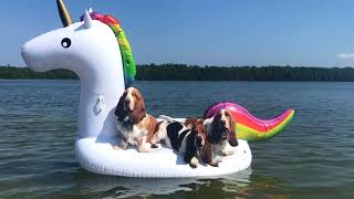 Three basset hounds on a floating unicorn