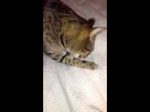 Anteprima Video Iperestesia del Gatto