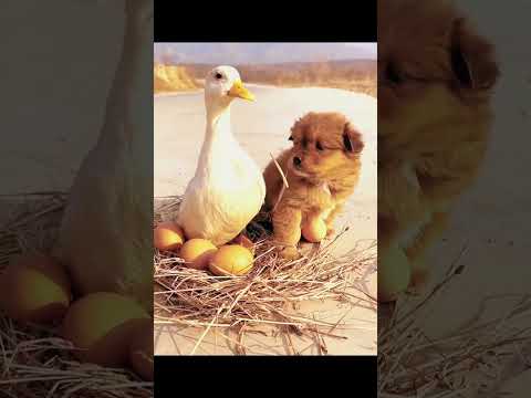 #dog #dogs #cute #shorts