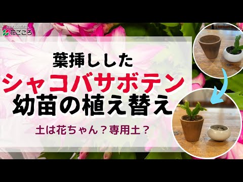 クリスマスサボテンの挿し木方法は？シュルンベルジェラを繁殖させる 2 つの方法  庭園