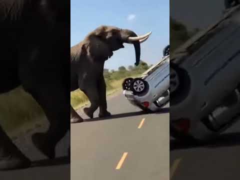 Massive Wild Elephant Flips Car | Shocking Viral Smartphone Footage #animalattack