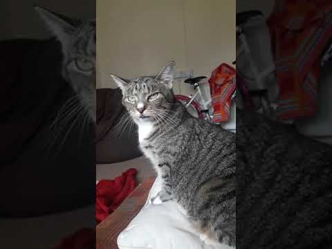 Help my cat! Is this Feline hyperesthesia syndrome or epilepsy?