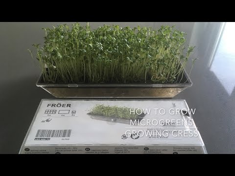 How to grow cress - Grow cress microgreens FAST and EASY (with timelapse)