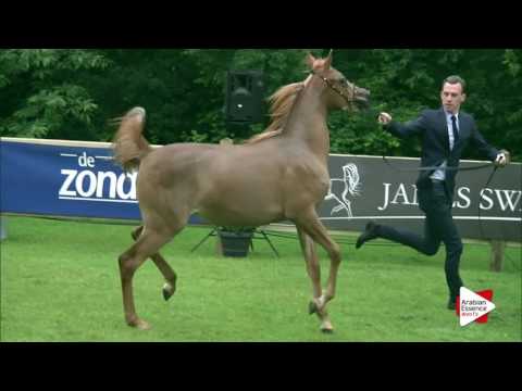 Bruges 2016 - SE Yearling Fillies