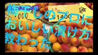 【最高級梅干し】商店街でおいしい梅干しの漬け方を教えてもらってきた