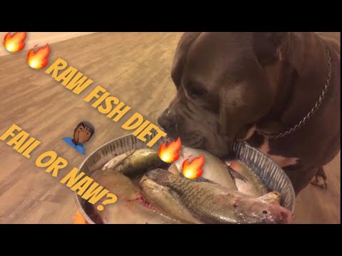 American bully eating  raw fish: Can dogs eat raw fish?