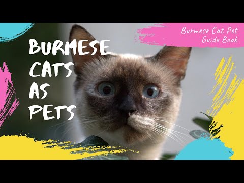 Burmese Cats As Pets - A Complete Ultimate Burmese Guide - Buying, Health, Diet, Lifespan, and More