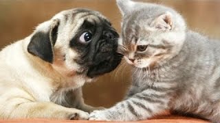 Funny Pugs Vs Cats