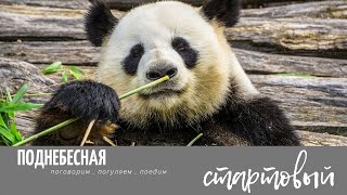 Новый проект. Пилотный выпуск