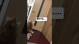 扉を開けたかった猫(但し用事はない)