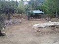Crazy Jumping Gazelles Leaping And Chasing San Diego Zoo