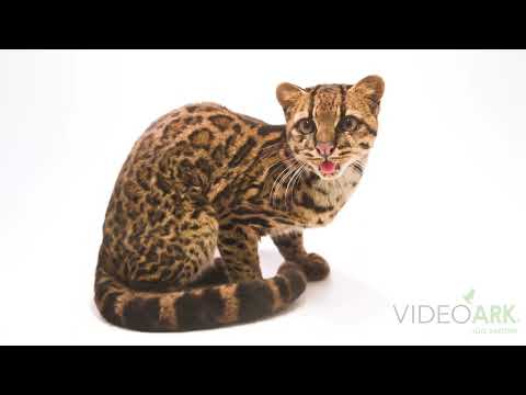 Tabu, a federally endangered Costa Rican oncilla (Leopardus pardinoides oncilla) in Costa Rica.