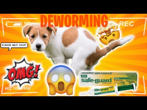 YouTube video about: How much horse panacur for a dog?