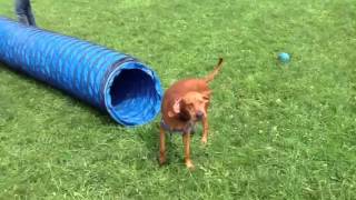 Blondie learning (almost) go run through her tunnel