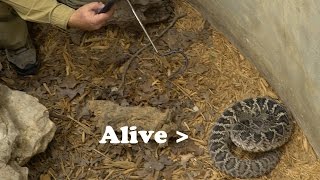 FACE TO FACE with a LIVE Rattlesnake