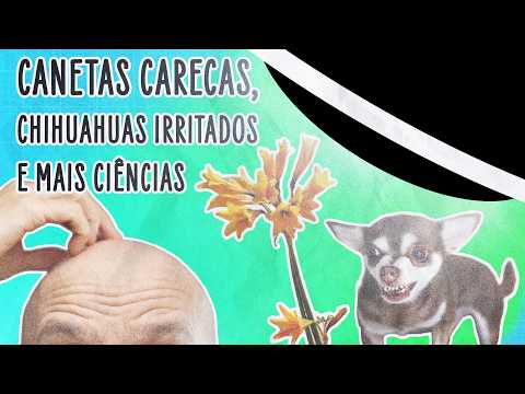 COMO PERDER CABELO COM CANETA EMAGRECEDORA; ENCHER DESERTO DE FLORES E IRRITAR CHIHUAHUAS | ABDUÇÃO
