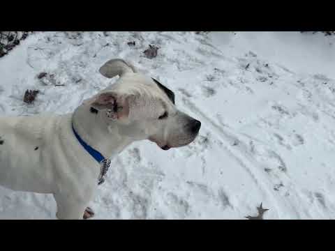 #329 Irene, an adoptable Dalmatian & Pit Bull Terrier Mix in New Haven, CT_image-1