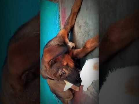 Kuchikku Fiendship - Puppy and Kitten