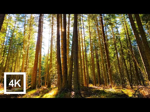 Relaxing Walk through a Mountain Forest Perfect for Stress Relieve 4k uhd