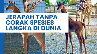 Viral Penampakan Jerapah Tanpa Corak yang Lahir di AS, Jadi Spesies Langka di Dunia!