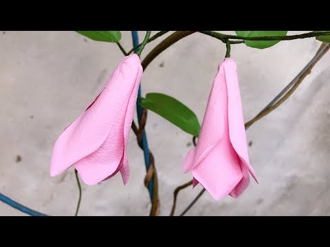 ABC TV | How To Make Lapageria Rosea Paper Flower - Craft Tutorial