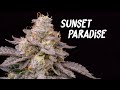 Sunset Paradise - Seed to Harvest (Paradise Seeds) AC Infinity 4x4 Grow Tent & Controller 69