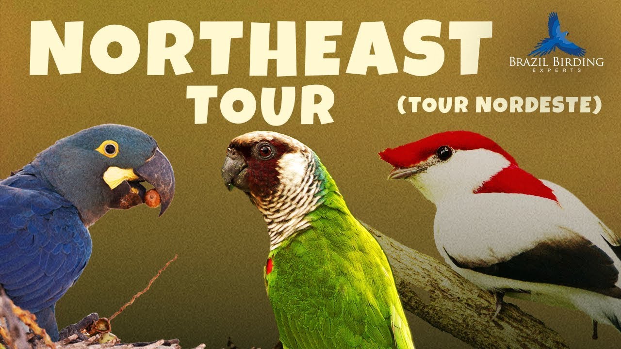 Northeast Brazil Popular Tour (Tour Nordeste) | Brazil Birding Experts