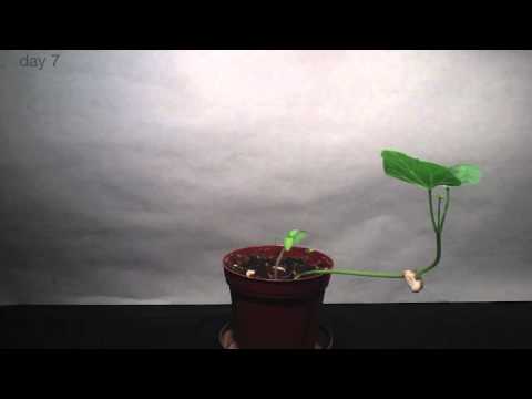 Growing Bean - Timelapse