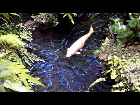 Tranquil, Tropical Rainforest with Fish Pond